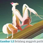 Gambar 1.2 Belalang anggrek putih