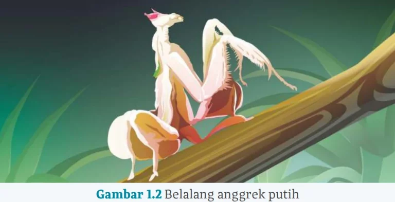 Gambar 1.2 Belalang anggrek putih