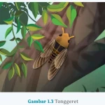 Gambar 1.3 Tonggeret Kegiatan 2 Analisis Struktur Teks Laporan Hasil Observasi