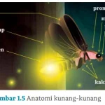 Kegiatan 3 Mencari Makna Istilah Menggunakan Kamus, Ensiklopedia, atau Tesaurus, Bahasa Indonesia Kelas X Menggunakan Kaidah Kebahasaan dalam Laporan Hasil Observasi