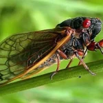 Keunikan dan Keindahan Tonggeret (Cicadidae)