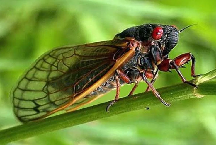 Keunikan dan Keindahan Tonggeret (Cicadidae)